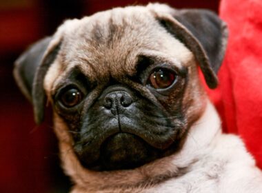 1280px-pug_portrait.jpg