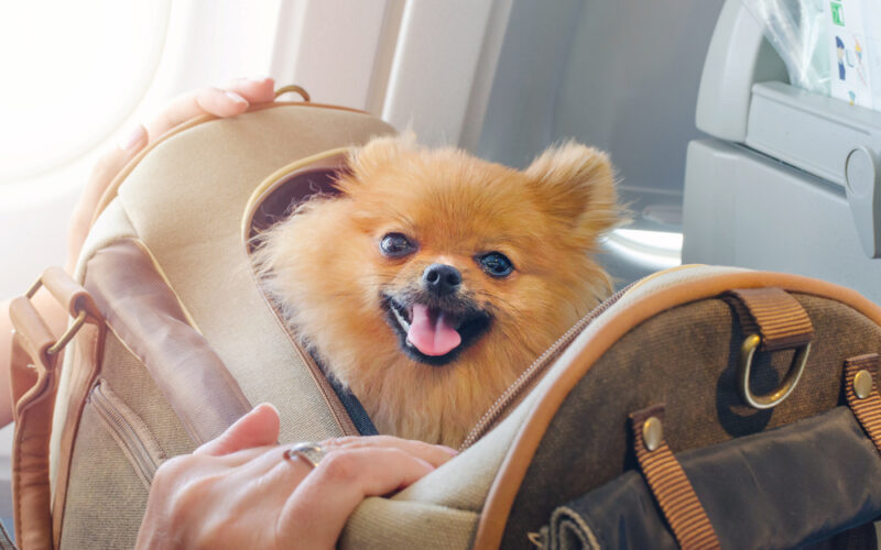 Pet-In-Airport.jpg