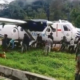 Video showcased people pulling a DHC 6 Twin Otter from the grass in Papua Indonesia