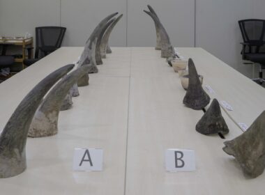 Smuggling rhino horns singapore