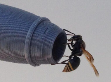 a_keyhole_wasp_on_a_pitot_replica.jpg