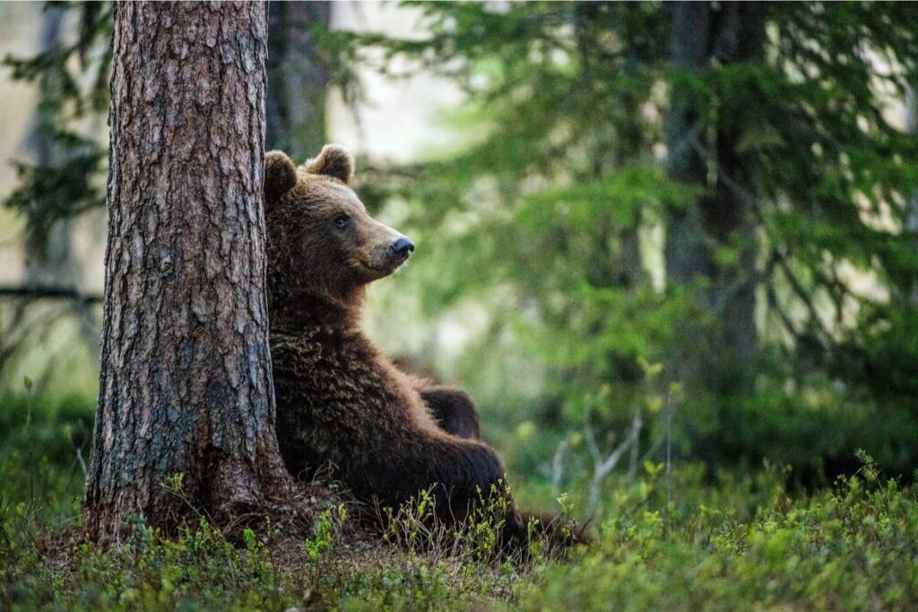 adult_brown_bear_sitting_in_forest.jpg