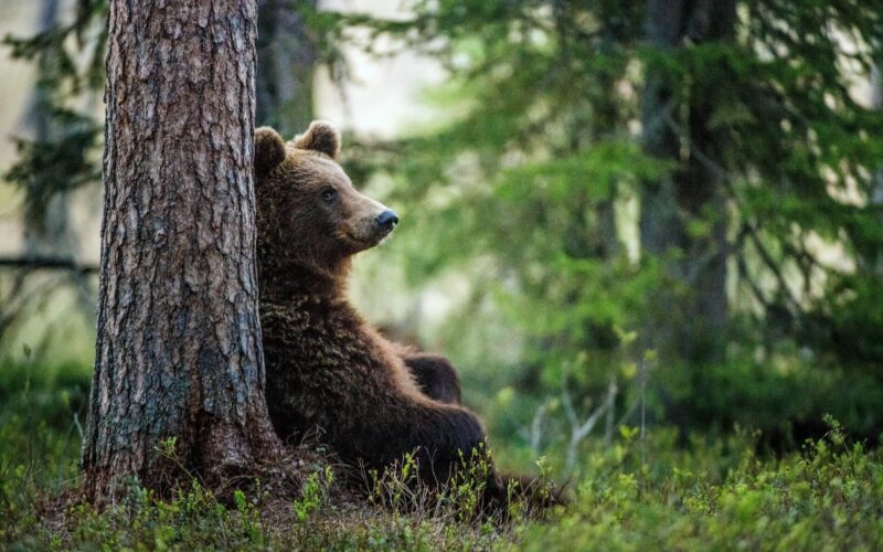 adult_brown_bear_sitting_in_forest.jpg