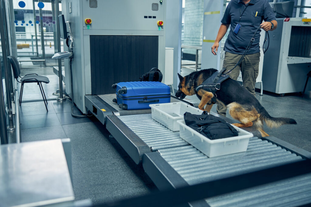 airport dog security