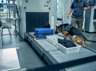 airport dog security