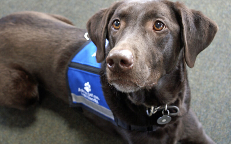 airport therapy dogs back at burlington airport