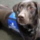 airport therapy dogs back at burlington airport