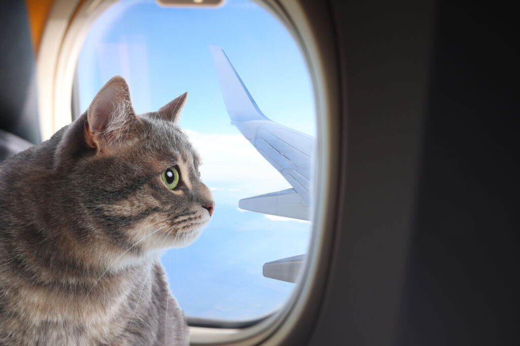 cat window seat plane