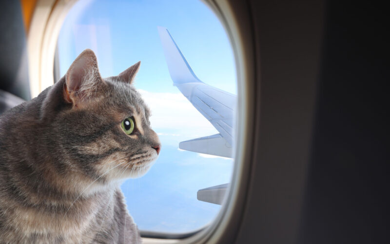 cat window seat plane