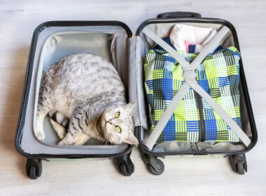 cat_in_checked_in_luggage.jpg