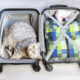 cat_in_checked_in_luggage.jpg