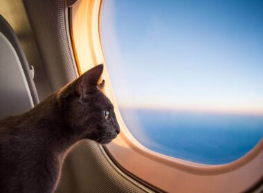 cat_on_airplane.jpg