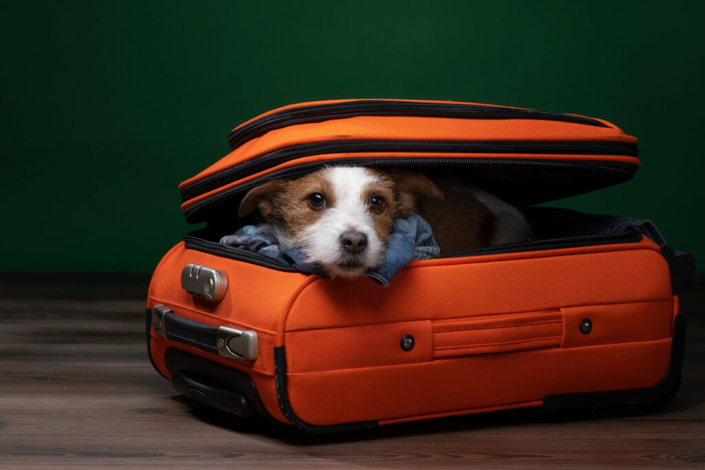 dog inside luggage