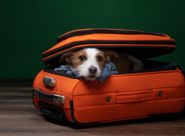 dog inside luggage