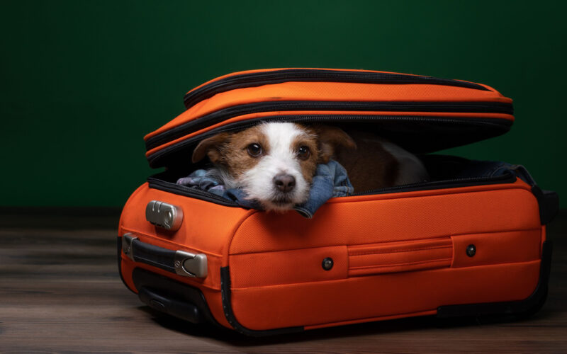 dog inside luggage