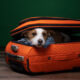 dog inside luggage