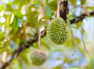 durian_fruit_blamed_for_air_canada_emergency.jpg