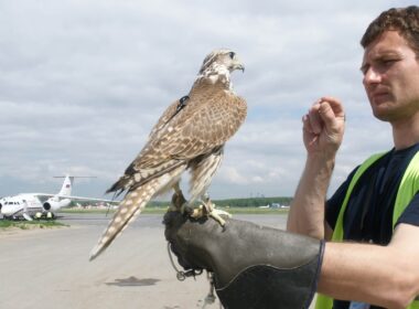 falcon_in_an_airport-1.jpg