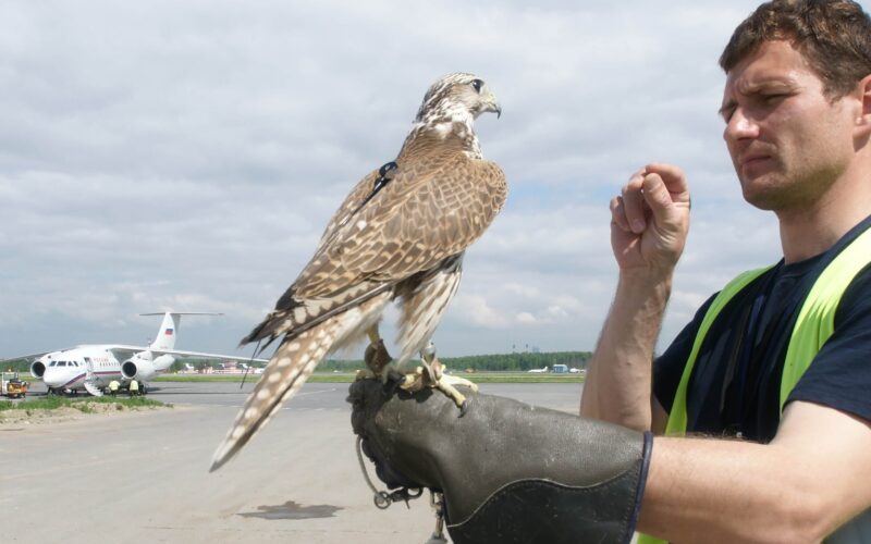 falcon_in_an_airport-1.jpg