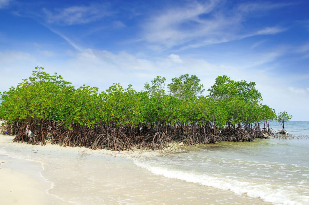 mangrove_trees.jpg