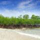 mangrove_trees.jpg