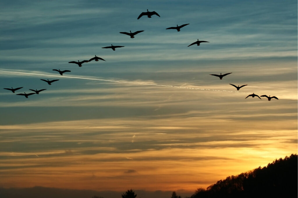 migrating_canada_geese_flying_in_a_v_formation.jpg