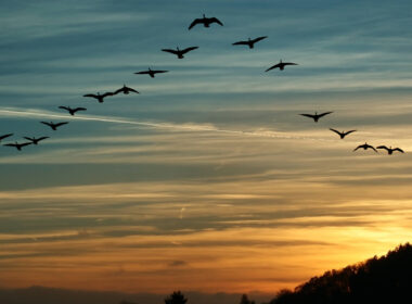 migrating_canada_geese_flying_in_a_v_formation.jpg