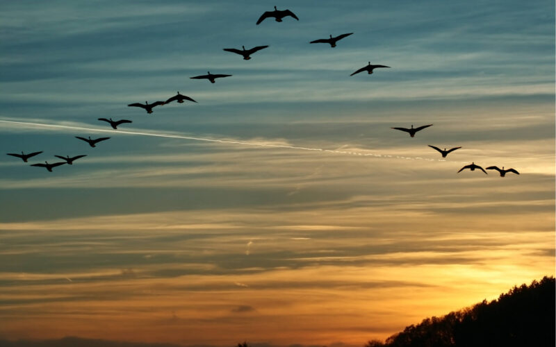 migrating_canada_geese_flying_in_a_v_formation.jpg