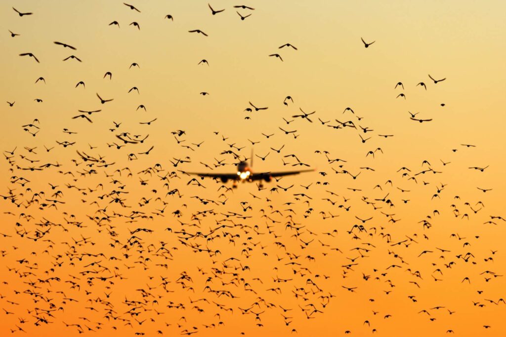 plane_landing_in_sunset_among_bird_flock.jpg