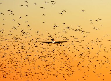 plane_landing_in_sunset_among_bird_flock.jpg