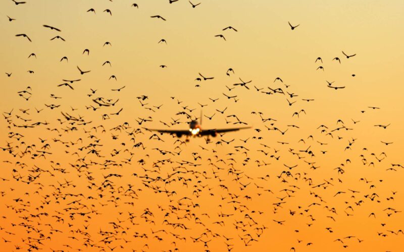 plane_landing_in_sunset_among_bird_flock.jpg