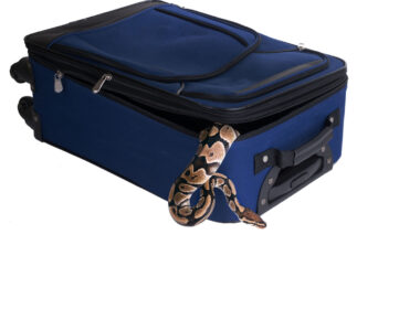 snake on luggage